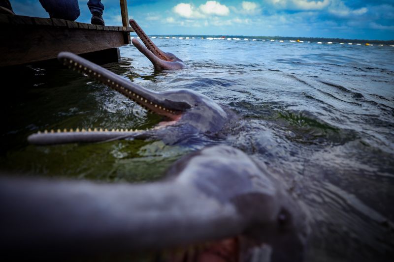  <div class='credito_fotos'>Foto: Bruno Cruz / Ag. Pará &nbsp;&nbsp;|&nbsp;&nbsp; <a href='/midias/2024/originais/20917_6fea7086-c5ab-0c8c-51ab-65bc45dd3554.jpg' download><i class='fa-solid fa-download'></i> Download</a></div>