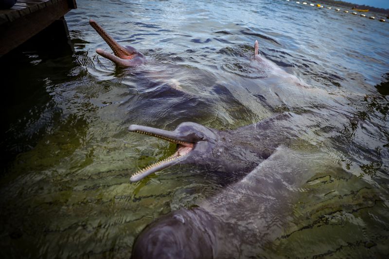 <div class='credito_fotos'>Foto: Bruno Cruz / Ag. Pará &nbsp;&nbsp;|&nbsp;&nbsp; <a href='/midias/2024/originais/20917_90cedf95-7d1b-ed4b-a4e2-af23de923786.jpg' download><i class='fa-solid fa-download'></i> Download</a></div>
