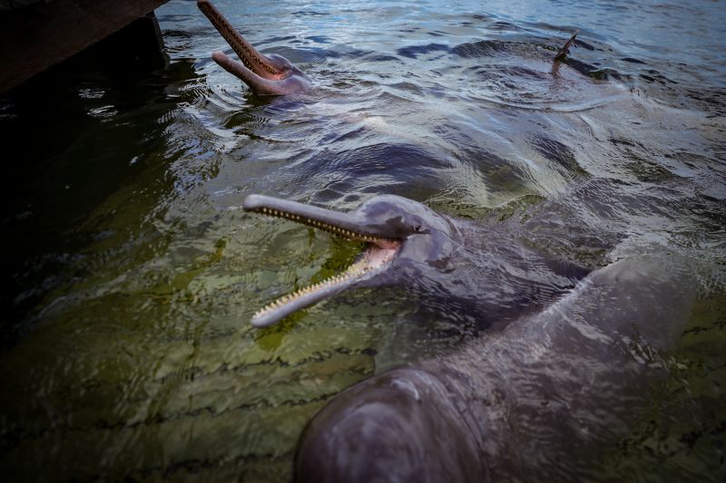  <div class='credito_fotos'>Foto: Bruno Cruz / Ag. Pará &nbsp;&nbsp;|&nbsp;&nbsp; <a href='/midias/2024/originais/20917_9a87927e-230e-899c-96ef-94971b210d28.jpg' download><i class='fa-solid fa-download'></i> Download</a></div>