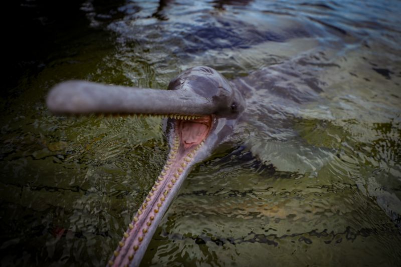  <div class='credito_fotos'>Foto: Bruno Cruz / Ag. Pará &nbsp;&nbsp;|&nbsp;&nbsp; <a href='/midias/2024/originais/20917_c486681d-7eab-9781-d419-9d817e52109d.jpg' download><i class='fa-solid fa-download'></i> Download</a></div>