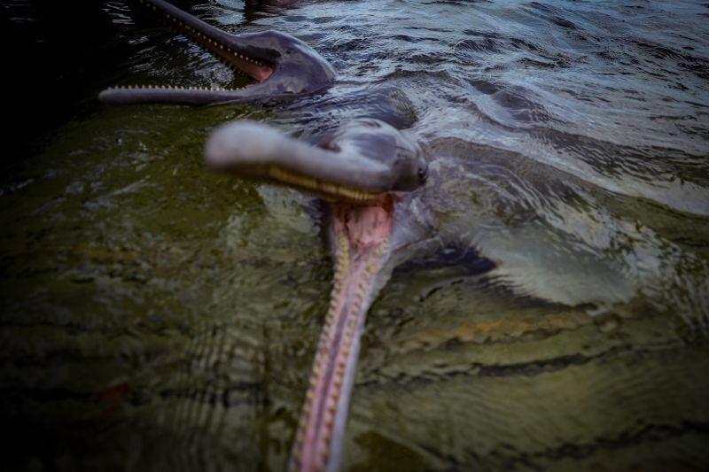  <div class='credito_fotos'>Foto: Bruno Cruz / Ag. Pará &nbsp;&nbsp;|&nbsp;&nbsp; <a href='/midias/2024/originais/20917_c6786409-1faf-0087-c613-7afe7bab19a9.jpg' download><i class='fa-solid fa-download'></i> Download</a></div>