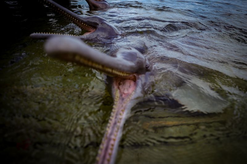  <div class='credito_fotos'>Foto: Bruno Cruz / Ag. Pará &nbsp;&nbsp;|&nbsp;&nbsp; <a href='/midias/2024/originais/20917_d4ad8c7d-6b07-447a-20ca-5b55bc529eb2.jpg' download><i class='fa-solid fa-download'></i> Download</a></div>