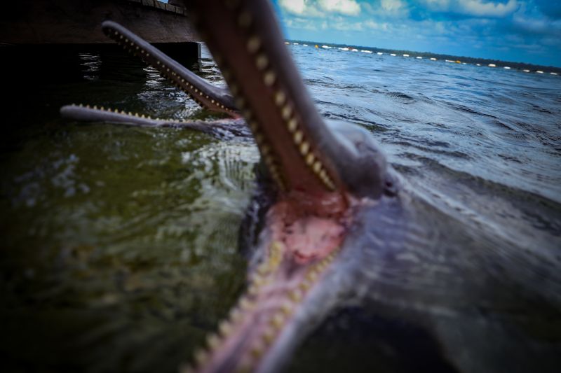  <div class='credito_fotos'>Foto: Bruno Cruz / Ag. Pará &nbsp;&nbsp;|&nbsp;&nbsp; <a href='/midias/2024/originais/20917_e243cb5c-32a4-77c5-40fd-08f3d14fa5b2.jpg' download><i class='fa-solid fa-download'></i> Download</a></div>