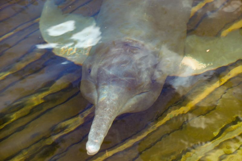  <div class='credito_fotos'>Foto: Bruno Cruz / Ag. Pará &nbsp;&nbsp;|&nbsp;&nbsp; <a href='/midias/2024/originais/20917_eda53a8f-68e2-2ed8-3ec9-1fa18ba3860f.jpg' download><i class='fa-solid fa-download'></i> Download</a></div>