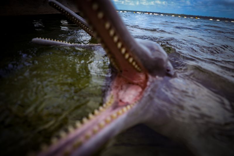  <div class='credito_fotos'>Foto: Bruno Cruz / Ag. Pará &nbsp;&nbsp;|&nbsp;&nbsp; <a href='/midias/2024/originais/20917_f456cb63-2e62-7e99-3bfd-cdd6cc8e2285.jpg' download><i class='fa-solid fa-download'></i> Download</a></div>