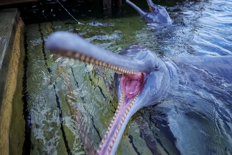  <div class='credito_fotos'>Foto: Bruno Cruz / Ag. Pará &nbsp;&nbsp;|&nbsp;&nbsp; <a href='/midias/2024/originais/20918_0bb7cf93-4d31-3a20-d59c-7c76eb379252.jpg' download><i class='fa-solid fa-download'></i> Download</a></div>