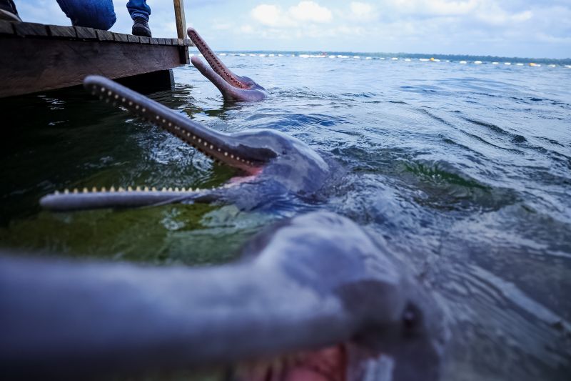  <div class='credito_fotos'>Foto: Bruno Cruz / Ag. Pará &nbsp;&nbsp;|&nbsp;&nbsp; <a href='/midias/2024/originais/20918_33cb1f15-fe16-ab6b-d903-0b4430896989.jpg' download><i class='fa-solid fa-download'></i> Download</a></div>