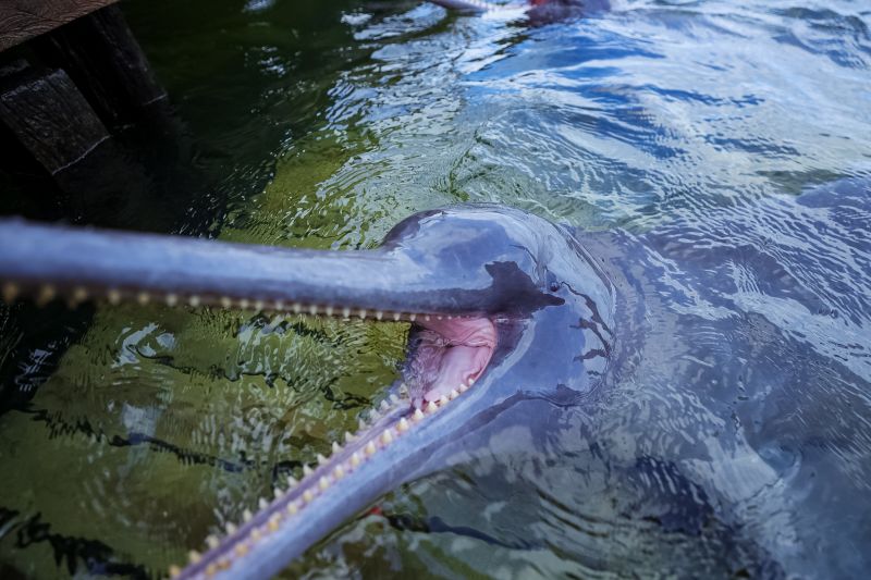  <div class='credito_fotos'>Foto: Bruno Cruz / Ag. Pará &nbsp;&nbsp;|&nbsp;&nbsp; <a href='/midias/2024/originais/20918_4ee34f8e-eee0-34fe-f84a-ab0832f905d5.jpg' download><i class='fa-solid fa-download'></i> Download</a></div>