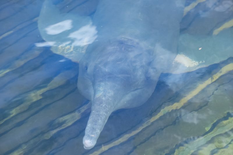  <div class='credito_fotos'>Foto: Bruno Cruz / Ag. Pará &nbsp;&nbsp;|&nbsp;&nbsp; <a href='/midias/2024/originais/20918_70da1529-4553-1b61-73ef-0a1a2b377c57.jpg' download><i class='fa-solid fa-download'></i> Download</a></div>