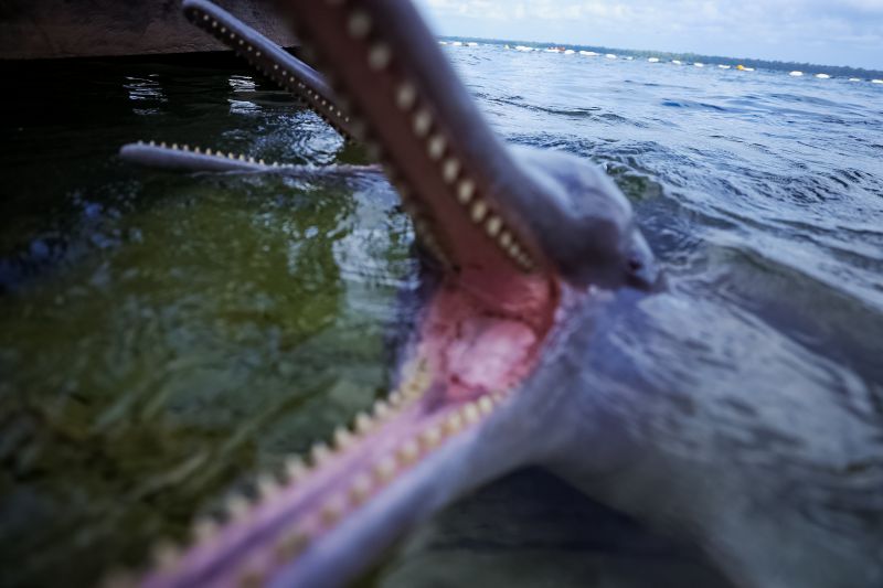  <div class='credito_fotos'>Foto: Bruno Cruz / Ag. Pará &nbsp;&nbsp;|&nbsp;&nbsp; <a href='/midias/2024/originais/20918_a321189f-98fb-d703-a702-843d1fb08ee4.jpg' download><i class='fa-solid fa-download'></i> Download</a></div>