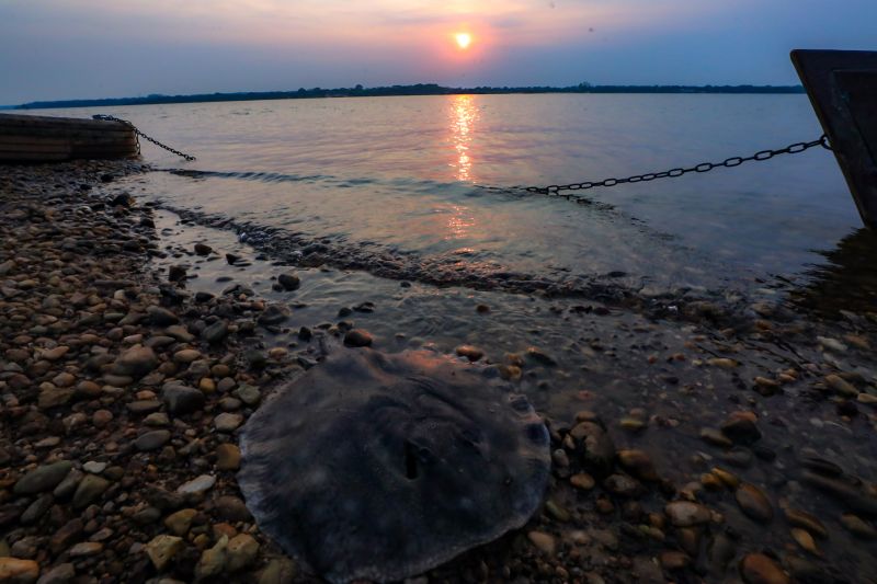  <div class='credito_fotos'>Foto: Bruno Cruz / Ag. Pará &nbsp;&nbsp;|&nbsp;&nbsp; <a href='/midias/2024/originais/20946_0c38e807-e216-c4cf-5e34-db4233452cad.jpg' download><i class='fa-solid fa-download'></i> Download</a></div>