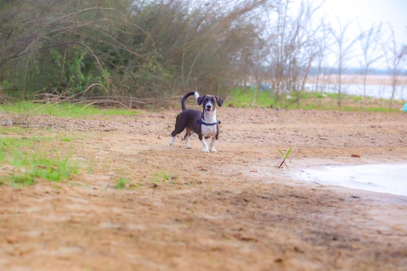  <div class='credito_fotos'>Foto: Bruno Cruz / Ag. Pará &nbsp;&nbsp;|&nbsp;&nbsp; <a href='/midias/2024/originais/20946_1a781916-d283-b56b-a6f6-3c9721217a68.jpg' download><i class='fa-solid fa-download'></i> Download</a></div>