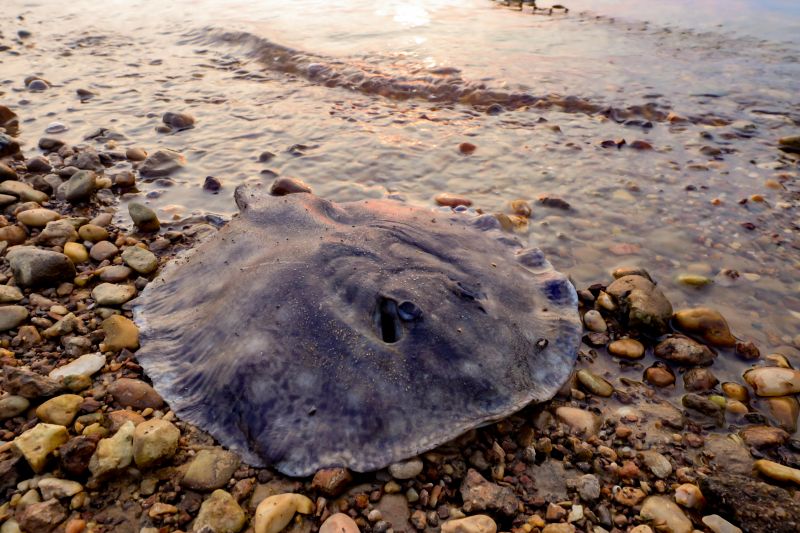  <div class='credito_fotos'>Foto: Bruno Cruz / Ag. Pará &nbsp;&nbsp;|&nbsp;&nbsp; <a href='/midias/2024/originais/20946_d6b4f26f-2250-3fe7-de61-7f5e5c5b3afd.jpg' download><i class='fa-solid fa-download'></i> Download</a></div>