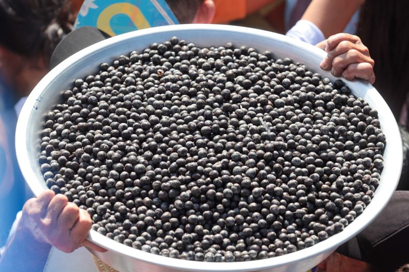  <div class='credito_fotos'>Foto: Pedro Guerreiro / Ag. Pará &nbsp;&nbsp;|&nbsp;&nbsp; <a href='/midias/2024/originais/21091_9bb4f139-1407-0bd4-9231-c80215f1e871.jpg' download><i class='fa-solid fa-download'></i> Download</a></div>