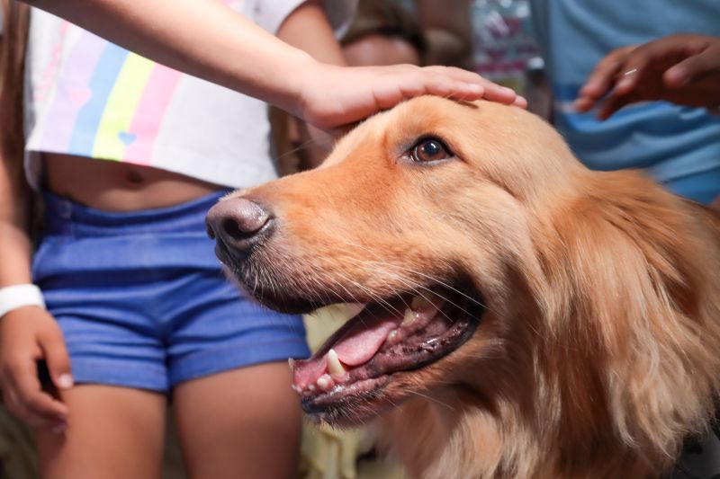  <div class='credito_fotos'>Foto: Pedro Guerreiro / Ag. Pará &nbsp;&nbsp;|&nbsp;&nbsp; <a href='/midias/2024/originais/21175_cd57a472-989b-ed67-42c6-bb904d7905b9.jpg' download><i class='fa-solid fa-download'></i> Download</a></div>