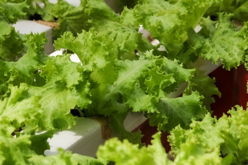  <div class='credito_fotos'>Foto: Alex Ribeiro / Ag. Pará &nbsp;&nbsp;|&nbsp;&nbsp; <a href='/midias/2024/originais/21255_1b118c77-e1b2-28f3-7f5b-6a14d699f8e1.jpg' download><i class='fa-solid fa-download'></i> Download</a></div>