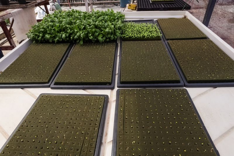  <div class='credito_fotos'>Foto: Alex Ribeiro / Ag. Pará &nbsp;&nbsp;|&nbsp;&nbsp; <a href='/midias/2024/originais/21255_5ed13cda-efda-f62f-269b-f5c068e2ef1e.jpg' download><i class='fa-solid fa-download'></i> Download</a></div>