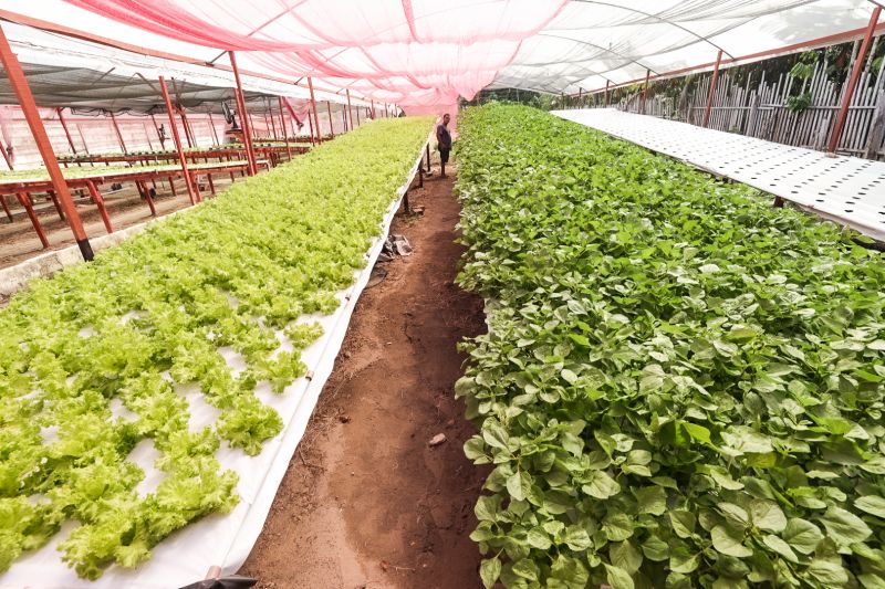  <div class='credito_fotos'>Foto: Alex Ribeiro / Ag. Pará &nbsp;&nbsp;|&nbsp;&nbsp; <a href='/midias/2024/originais/21255_74a1c29d-d4bc-b905-5740-1c56e330de62.jpg' download><i class='fa-solid fa-download'></i> Download</a></div>