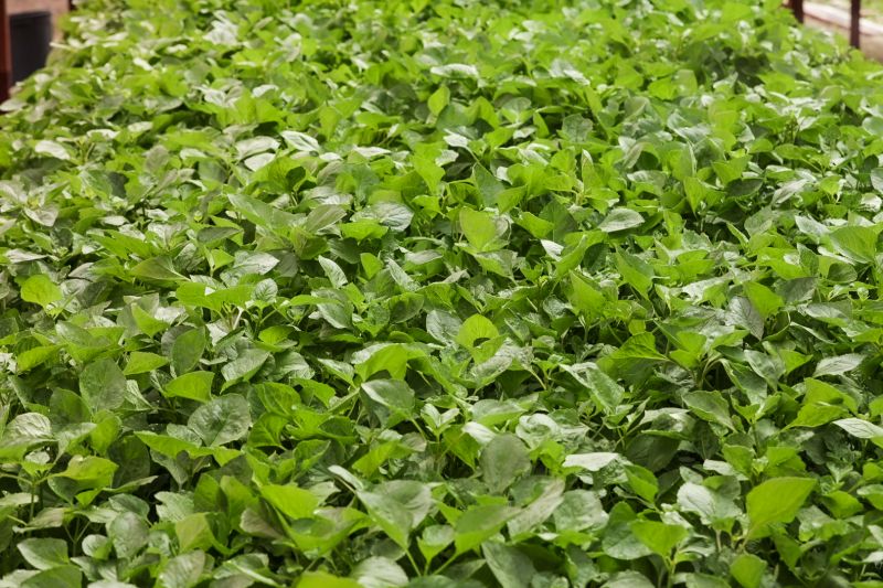  <div class='credito_fotos'>Foto: Alex Ribeiro / Ag. Pará &nbsp;&nbsp;|&nbsp;&nbsp; <a href='/midias/2024/originais/21255_f63f4729-9b46-bc93-501d-a0fa77963655.jpg' download><i class='fa-solid fa-download'></i> Download</a></div>