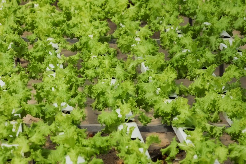  <div class='credito_fotos'>Foto: Alex Ribeiro / Ag. Pará &nbsp;&nbsp;|&nbsp;&nbsp; <a href='/midias/2024/originais/21255_fa699f2e-d276-f122-9396-84b20fc77037.jpg' download><i class='fa-solid fa-download'></i> Download</a></div>