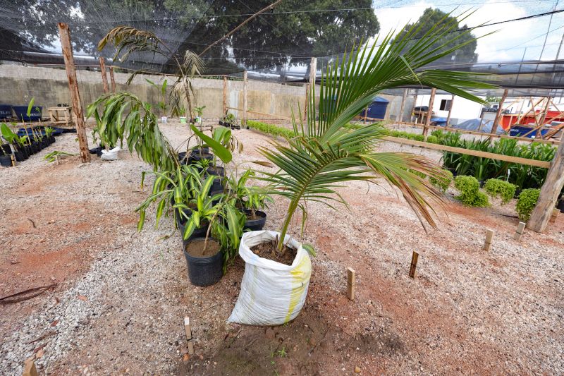  <div class='credito_fotos'>Foto: Marcelo Lelis / Ag. Pará &nbsp;&nbsp;|&nbsp;&nbsp; <a href='/midias/2024/originais/21345_5ea010c4-5a96-59f1-2fc7-09e9c6487b52.jpg' download><i class='fa-solid fa-download'></i> Download</a></div>