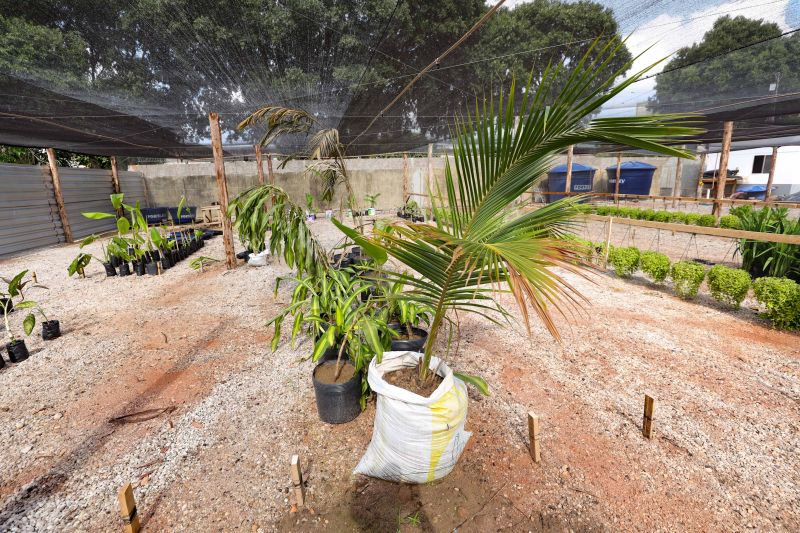  <div class='credito_fotos'>Foto: Marcelo Lelis / Ag. Pará &nbsp;&nbsp;|&nbsp;&nbsp; <a href='/midias/2024/originais/21345_9c2195c1-6f82-7fb8-d861-ccab5fe51284.jpg' download><i class='fa-solid fa-download'></i> Download</a></div>