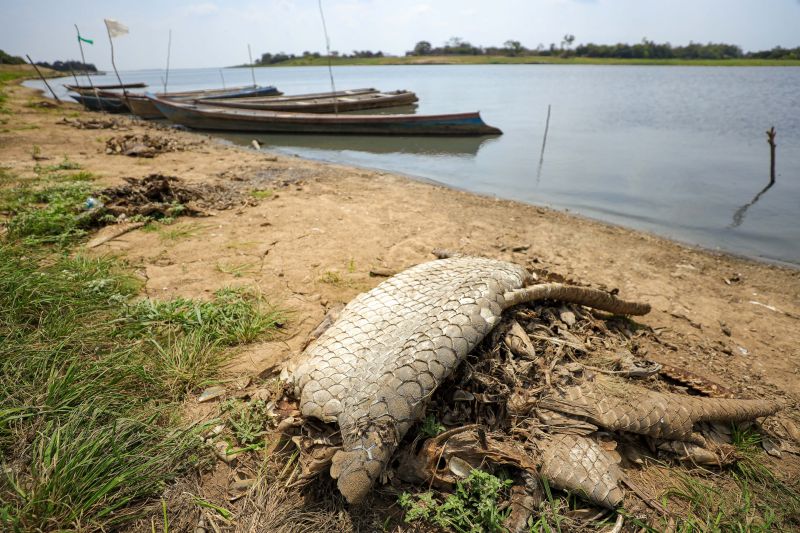  <div class='credito_fotos'>Foto: Marcelo Lelis / Ag. Pará &nbsp;&nbsp;|&nbsp;&nbsp; <a href='/midias/2024/originais/21357_2f4322c2-1592-c0e9-ed67-a331b9d4cf3c.jpg' download><i class='fa-solid fa-download'></i> Download</a></div>