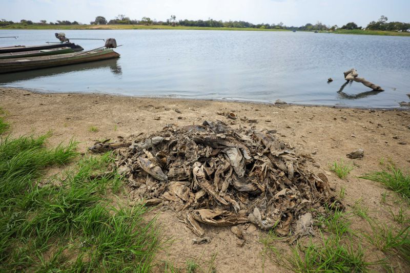  <div class='credito_fotos'>Foto: Marcelo Lelis / Ag. Pará &nbsp;&nbsp;|&nbsp;&nbsp; <a href='/midias/2024/originais/21357_b757a918-35b3-5258-4393-d54cd32761af.jpg' download><i class='fa-solid fa-download'></i> Download</a></div>