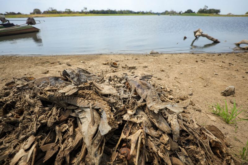  <div class='credito_fotos'>Foto: Marcelo Lelis / Ag. Pará &nbsp;&nbsp;|&nbsp;&nbsp; <a href='/midias/2024/originais/21357_fae211ba-e00d-27d4-1a68-5c3979a8b138.jpg' download><i class='fa-solid fa-download'></i> Download</a></div>