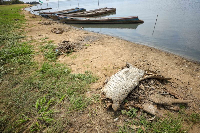  <div class='credito_fotos'>Foto: Marcelo Lelis / Ag. Pará &nbsp;&nbsp;|&nbsp;&nbsp; <a href='/midias/2024/originais/21357_fb600cef-784c-946f-37d8-02fd3edfdf0d.jpg' download><i class='fa-solid fa-download'></i> Download</a></div>