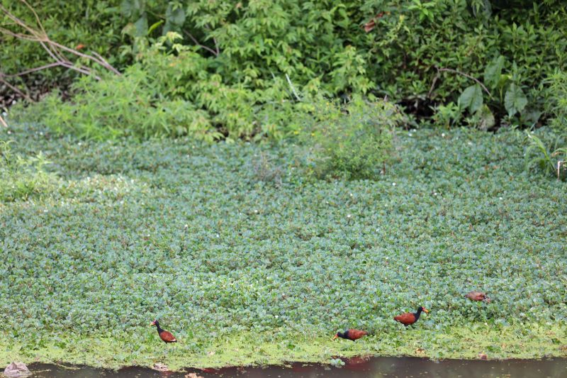  <div class='credito_fotos'>Foto: Bruno Cecim / Ag.Pará &nbsp;&nbsp;|&nbsp;&nbsp; <a href='/midias/2024/originais/22394_19ce1449-6f11-fe85-dfe2-a33739ca33d9.jpg' download><i class='fa-solid fa-download'></i> Download</a></div>