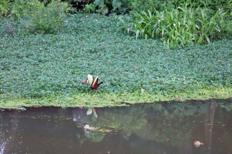  <div class='credito_fotos'>Foto: Bruno Cecim / Ag.Pará &nbsp;&nbsp;|&nbsp;&nbsp; <a href='/midias/2024/originais/22394_91533caf-ce66-7ed4-c64b-97c18500c52f.jpg' download><i class='fa-solid fa-download'></i> Download</a></div>