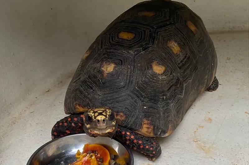 Crédito: Divulgação