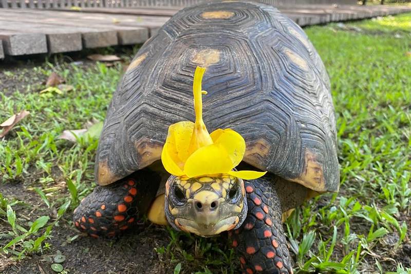 Crédito: Divulgação