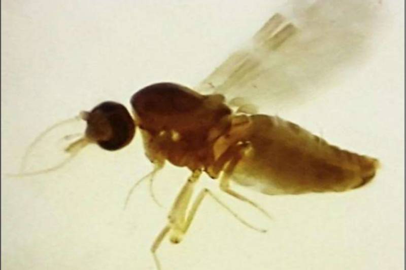 Culicoides paraensis conhecido como maruim