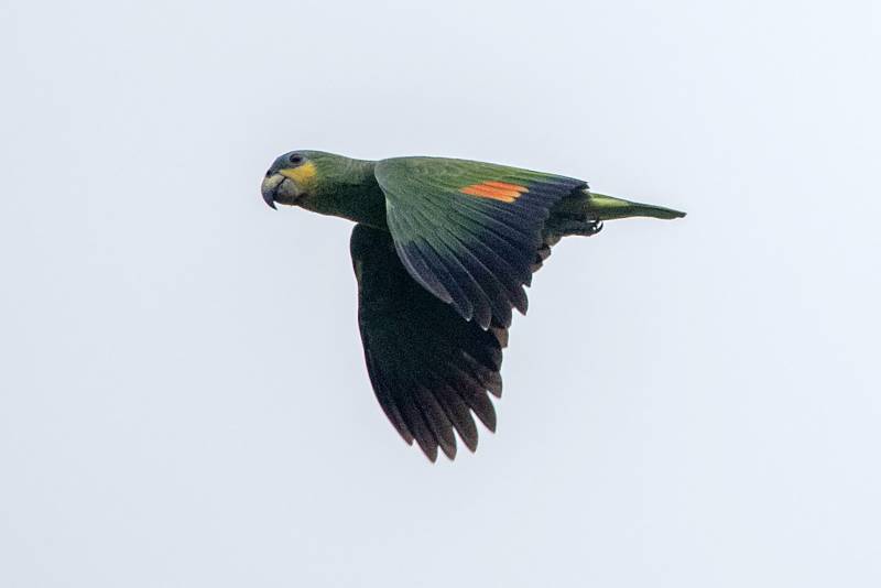 Crédito: GRB/IDEFLOR-Bio/Divulgação