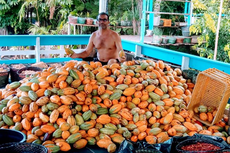 Produção de cacau em Limoeiro do Ajuru 