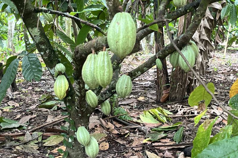 Cacau de Várzea nas ilhas próximas a Belém 