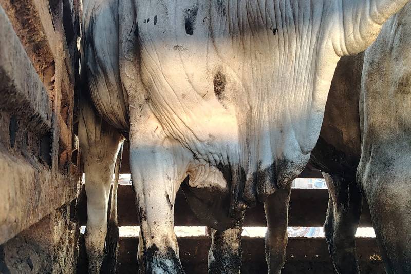 Crédito: Divulgação