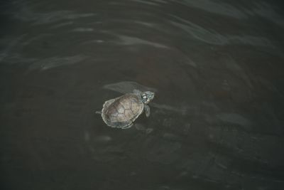 galeria: Mais de 200 mil quelônios são reintegrados ao rio Xingu