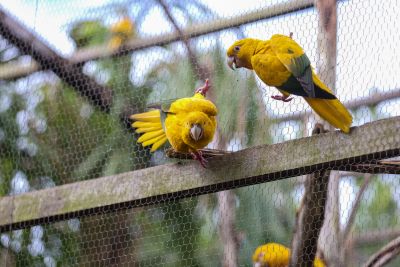 galeria: Governador Helder Barbalho participa da soltura das ararajubas no Parque do Utinga