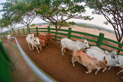 notícia: Médicos veterinários: pilares da saúde e prosperidade agropecuária no Pará