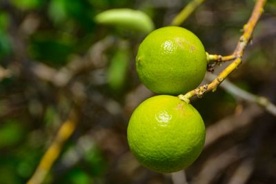 galeria: ADEPARÁ - SITIO SANTA MARIA - PLATAÇÃO DE CITRUS  LARANJA - CAPITÃO POÇO
