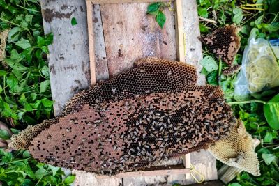 notícia: Ideflor-Bio recebe comitiva para tratar de projetos de meliponicultura no Sul e Sudeste do Pará