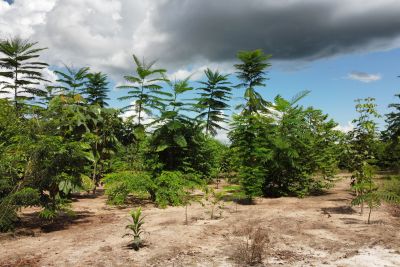 galeria: Aérea reflorestamento em Mãe do Rio