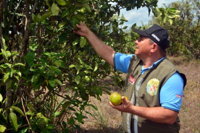 notícia: Adepará estabelece normas para proteção dos polos cítricos paraenses
