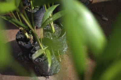 notícia: Em Altamira, projeto da Emater revitaliza açaizais nativos do rio Xingu