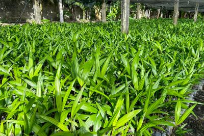 notícia: Emater incentiva produção de açaí em Inhangapi