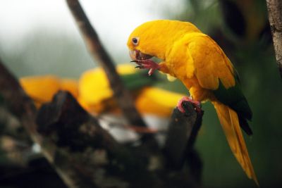 notícia: Ideflor-Bio e Museu Goeldi firmam parceria para impulsionar pesquisa e conservação ambiental