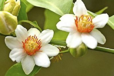 notícia: Espécie rara de planta, da família do maracujá, é encontrada pela 1ª vez no Pará